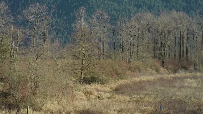 A drone footage of Pitt Lake with lush forested hills and dried vegetation around in autumn
