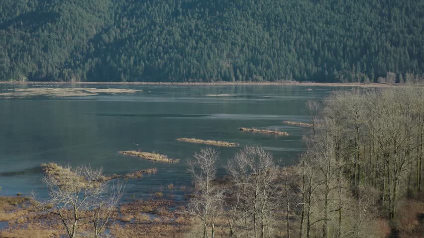 A drone footage of Pitt Lake with lush forested hills and dried vegetation around in autumn