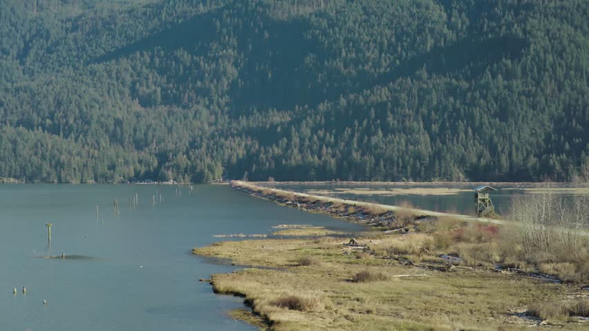 A drone footage of Pitt Lake with lush forested hills and dried vegetation around in autumn