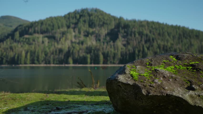 A drone footage of Pitt Lake with lush forested hills and dried vegetation around in autumn