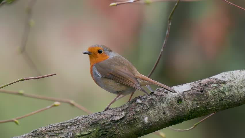Robin Perched on a Branch