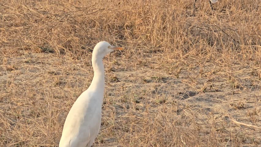 Cattle Egret Trying to find food from the shrubs 
