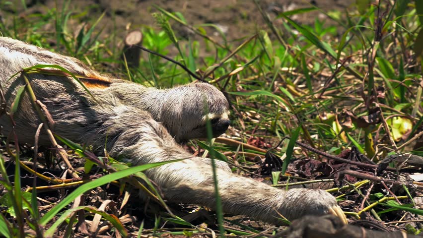 Sloth in the Amazon rainforest slowly crawling through the grass in the wild