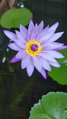 The beautyful of a fully bloomed lotus flower