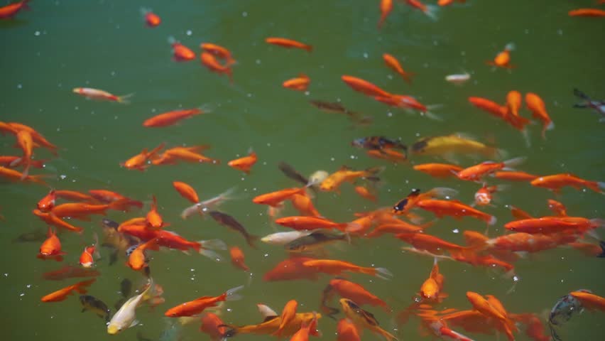 Close-up of colorful goldfish swimming in a pond