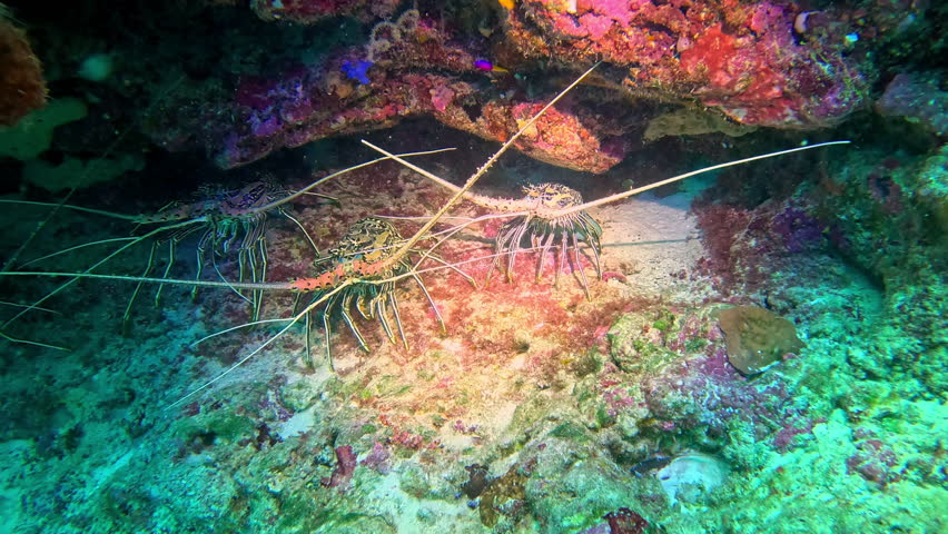 Painted spiny lobsters shelter under a coral reef ledge, switching their antennae.