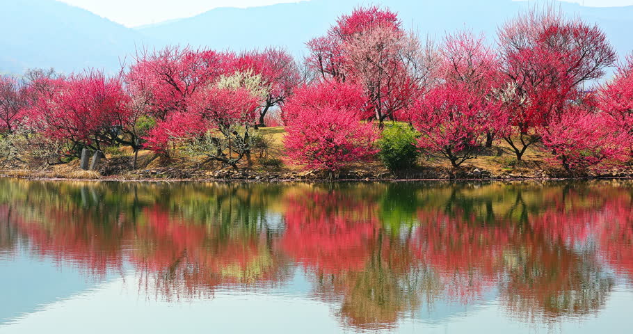 Blooming plum trees reflected in a serene lake. spring landscape.