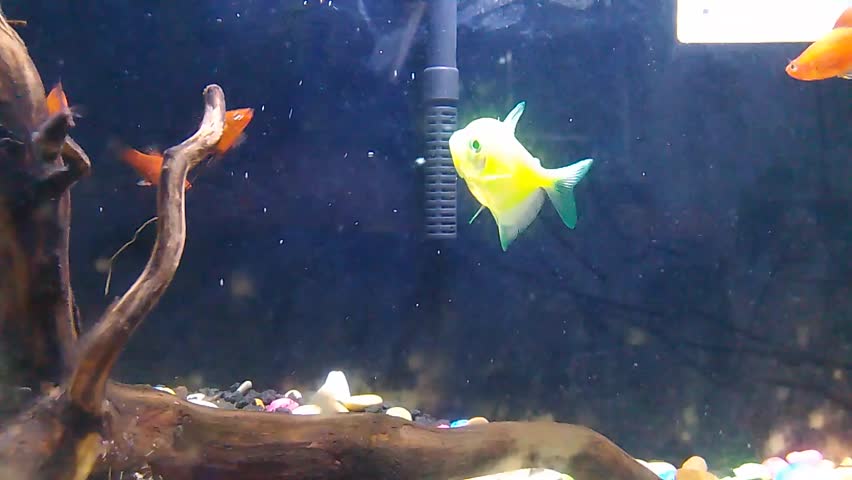 Ornamental fish, freshwater red grouper fish pp