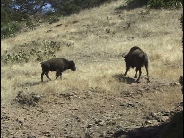 MS Buffalo and calf grazing