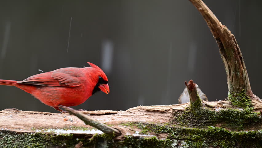 Male Cardinal and Chipping Sparrow find food on a log during a mixed snow and freezing rain weather event in the woods of North Carolina.