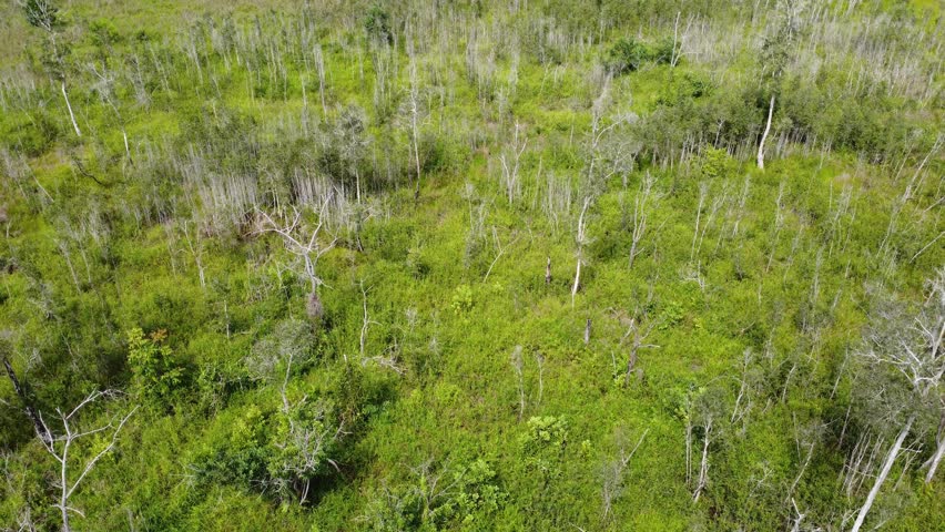 Aerial view of abandoned and drying rubber plantation due to abandonment, dead rubber trees