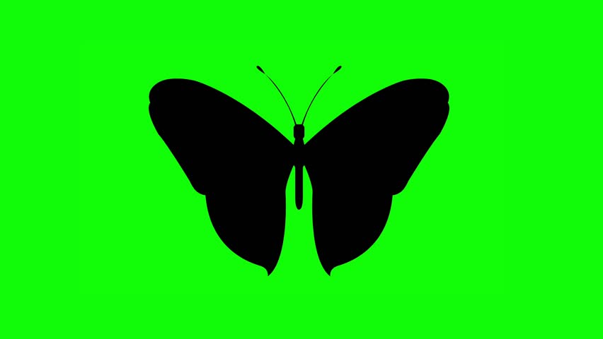 Butterflies Silhouette Animation green screen background (Chroma key)