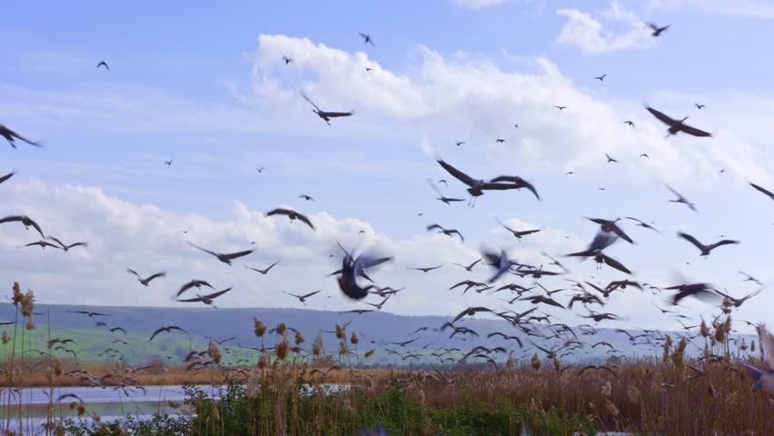 Common Crane (Grus grus) feeding project in the Hula Valley Israel. 30,000 Cranes are wintering in Israel.Flying among fields and water ponds