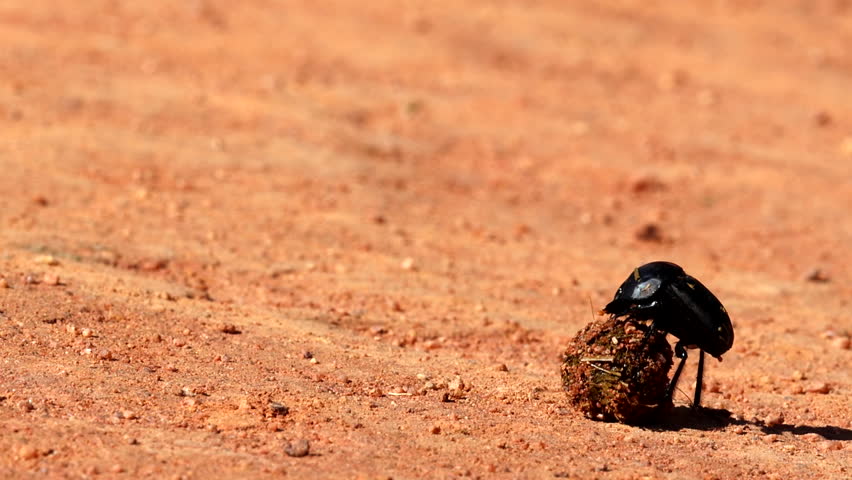 Dung beetle rolling a ball of dung across the dirt ground, preparing for transport