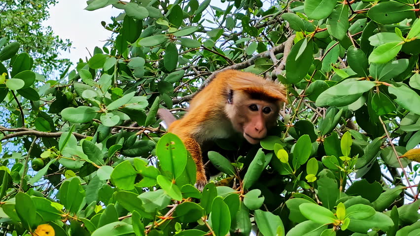 Front view of monkeys on trees at Nilwala Crocodile Safari Matara in Sri Lanka.