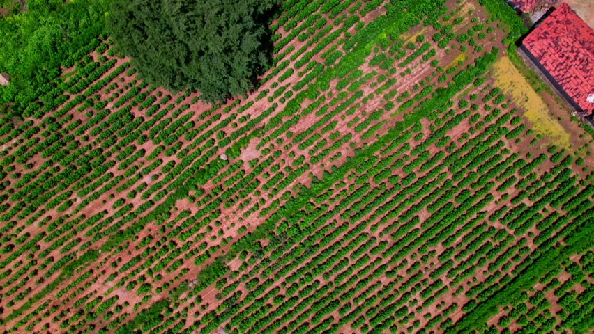 Nountiled houses through crop fields lands with trees, sky and clouds at tekmal village, medak, telangana, india. day time, top down through tilt up shot, drone shot, 4k.