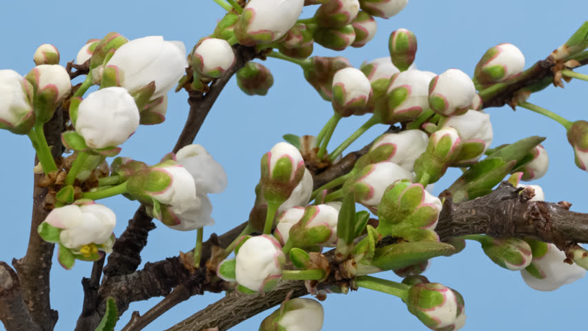 Macro time lapse blooming white blackthorn flowers, isolated on blue background