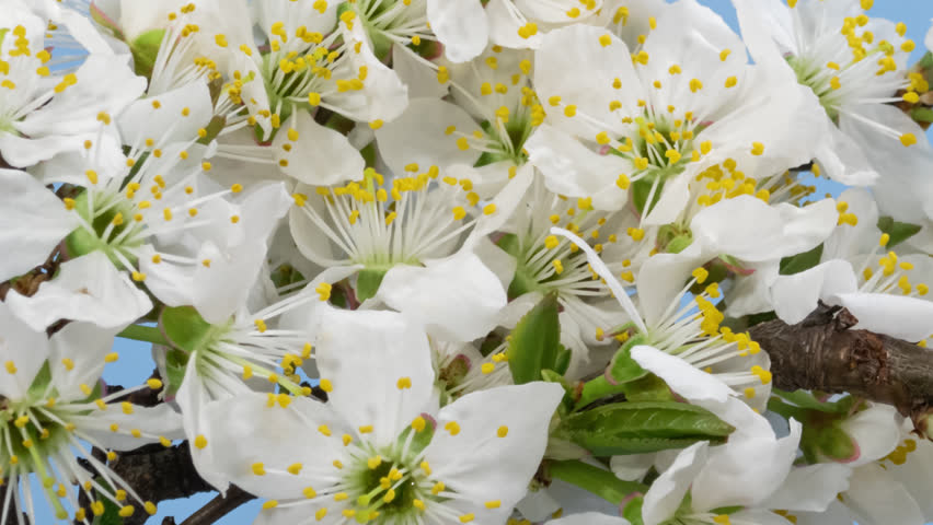 Macro time lapse blooming white blackthorn flowers, isolated on blue background