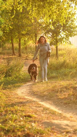 Owner walking cute pet in park at sunset. Bernese Mountain Dog on leash walks next to woman in dog walking area. Dog walker walks outside with pet. Pet walking, dog sitter. Vertical