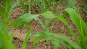 Crops cultivated in the field are irrigated - Powered by Shutterstock - Get 15% off with code: PIKWIZARD15