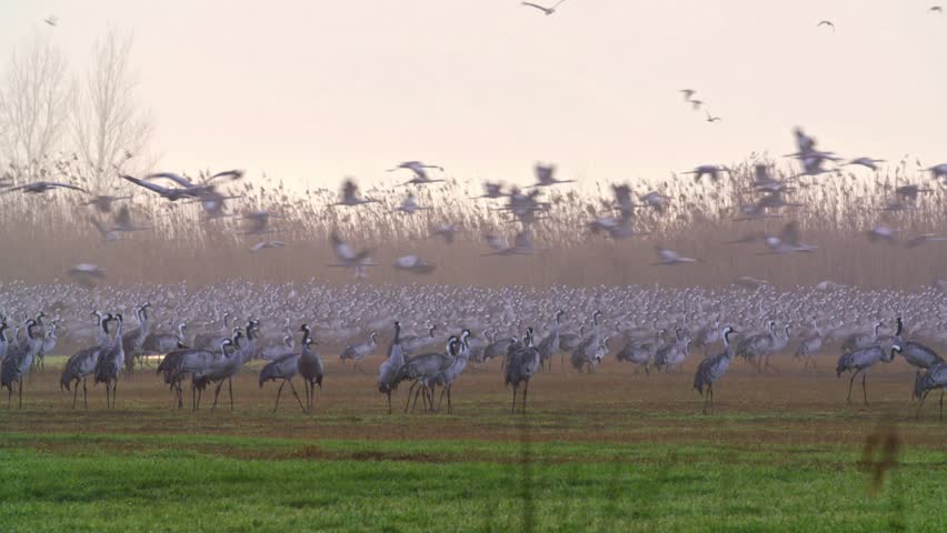flock of Common Crane (Grus grus) flying in the hula Valley