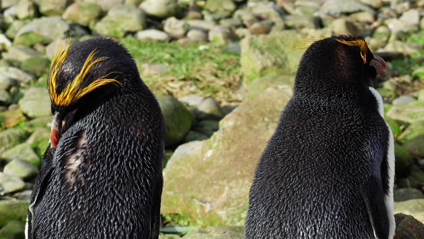 4K movie and extreme close up of a two macaroni penguin with a crown of yellow feathers. They clean and groom their feathers by the rocks at Folly Farm Zoo. Full property release for commercial use 