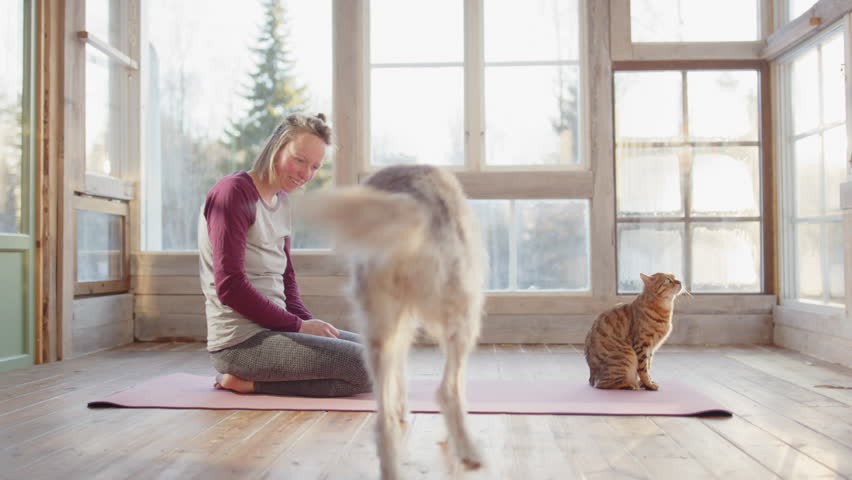 Cute husky collie approach female owner and cat busy with yoga in bright sunroom