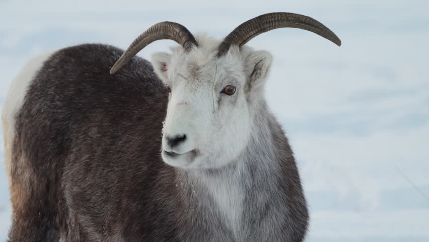 Female Dall Sheep (White Sheep) Ovis Dalli In Yukon Canada. Closeup Shot
