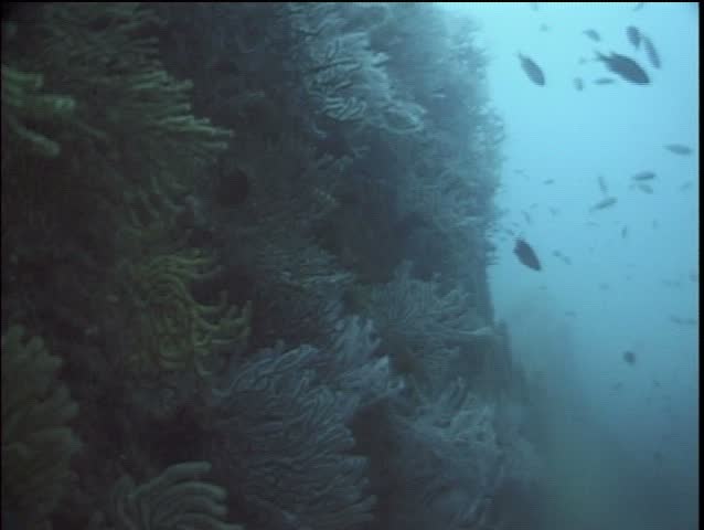 CU side of ship with fish swimming