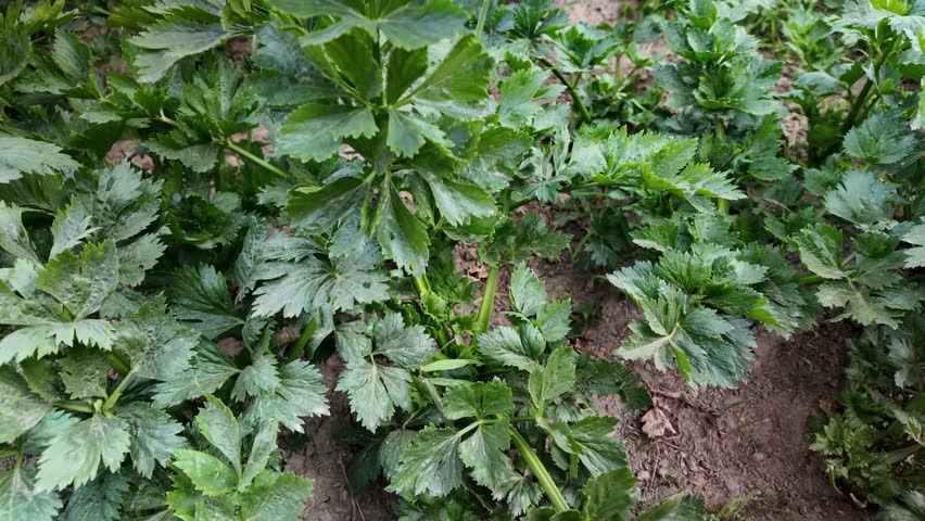 A zoom-out shot showcasing a lush cilantro plantation in a rural farm. Captures the beauty of green leaves and sustainable farming practices, ideal for agricultural, nature, and eco-friendly content.