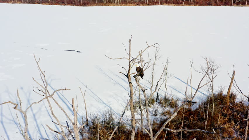 A bald eagle sits atop a bare tree overlooking the frozen expanse of Mohansic Lake in Yorktown Heights, NY. Captured with drone orbit right, showcasing the winter landscape.
