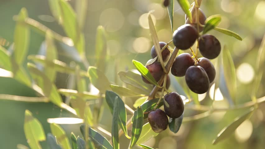 Olive tree with green ripe olives in an olive garden. Green olive tree lit by the rays of the sun, gently swinging in the wind. Slow motion footage