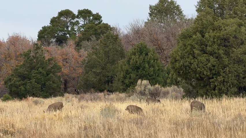 Wide shot of deers eating in a field during the day in Mesa Verde National Park, Montezuma County, Colorado, USA