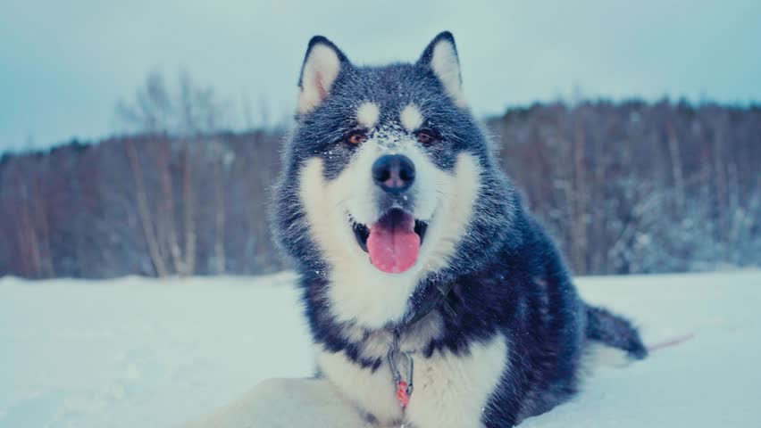 Alaskan Malamute With Tongue Out Lying In The Snow. - closeup shot