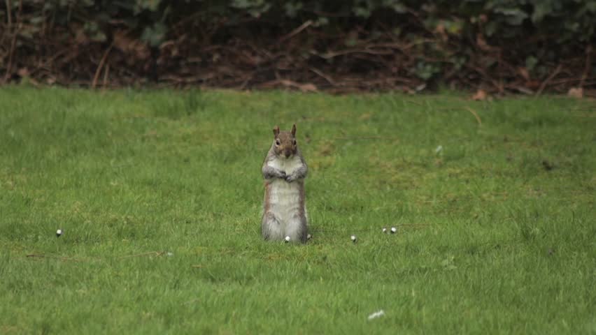 Grey Squirrel Standing Up Then Runs Away In Slow Motion Daytime Grass Garden Borehamwood Hertfordshire UK
