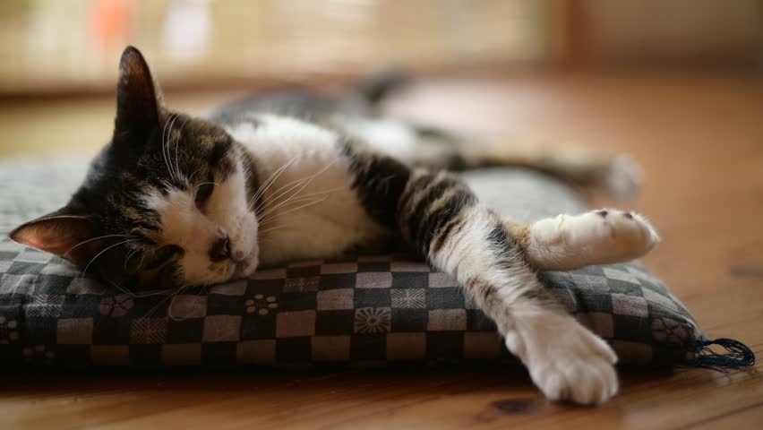An old tabby cat dozing with tail wagging on a Zabuton cushion