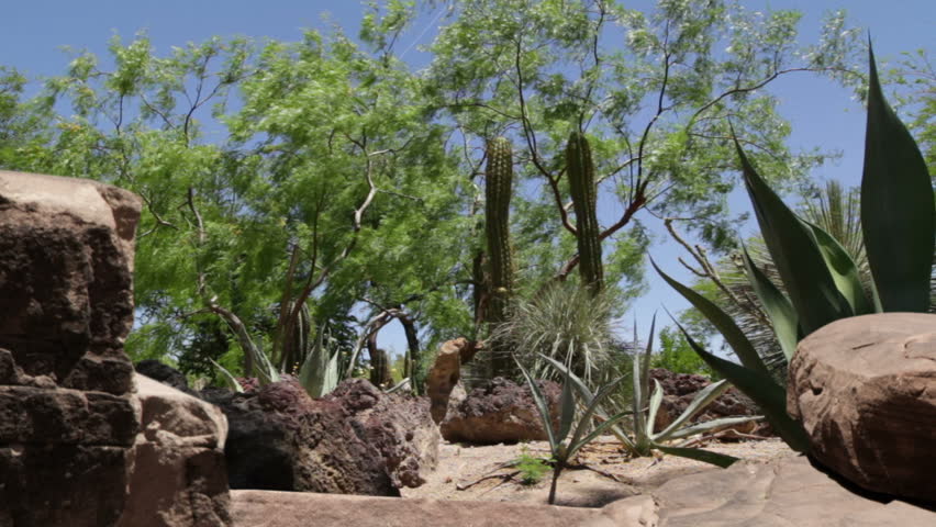 Cactus garden in the Nevada desert.