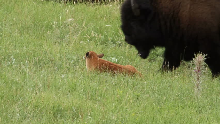 Young buffalo calf laying in the prairie grass at Yellowstone Park, Wyoming,