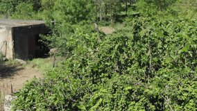 Rural farm with sheep grazing near rustic shelter and donkey in green pasture. Aerial lateral view, low flight - Powered by Shutterstock - Get 15% off with code: PIKWIZARD15