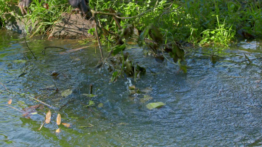 Wild Chimpanzee (Pan troglodytes) With A Branch Fishing Floating Fruit In A River. Close-up Shot