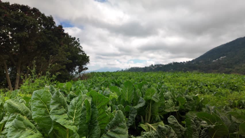 Detailed close-up footage of lush Swiss chard (Acelga) plants in a vibrant plantation setting.