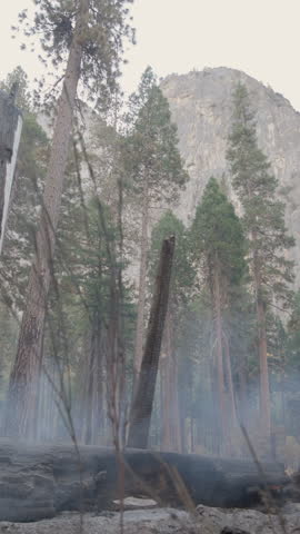 A breathtakingly scenic view of the majestic Yosemite National Park, showcasing its towering trees and inviting smoky trails, making it an ideal destination for hikers and avid nature lovers alike