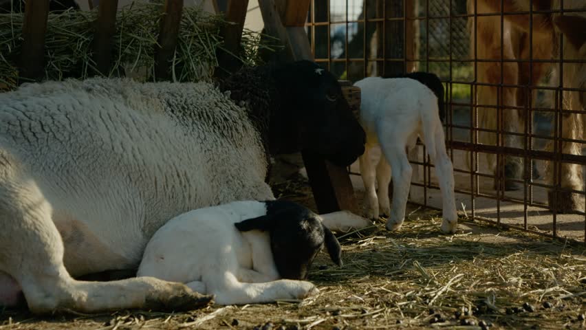 A sheep rests comfortably on a sunny farm while two playful lambs explore their surroundings. The peaceful farm atmosphere enhances the charm of these adorable animals.