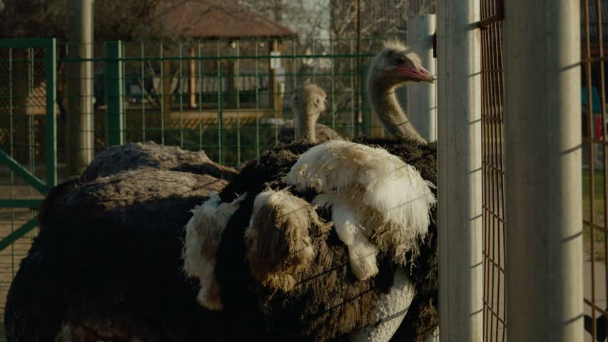 Ostriches gather and rest on a farm as the sun shines brightly. The calm atmosphere showcases these fascinating birds enjoying their day in a natural environment.
