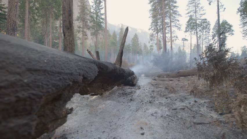 A haunting and striking view of a charred forest landscape that has been ravaged following a devastating wildfire, showcasing swirling smoke and burnt trees amidst a profoundly desolate terrain