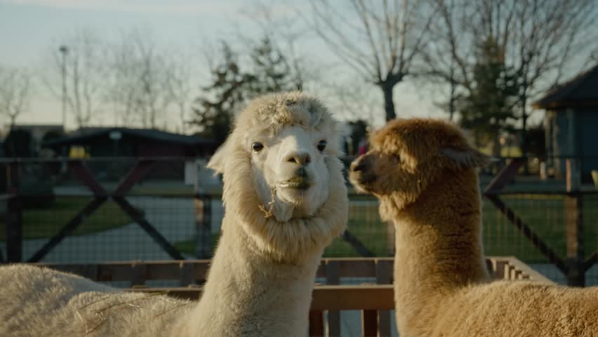 Visit a tranquil alpaca farm where fluffy alpacas roam freely under the sun. Experience the joy of interacting with these friendly animals in a beautiful rural setting.
