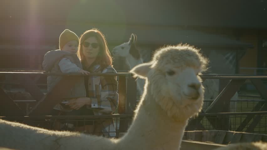 A mother holds her child while observing llamas and alpacas at a farm. The warm sunlight creates a beautiful atmosphere as they connect with these gentle animals.