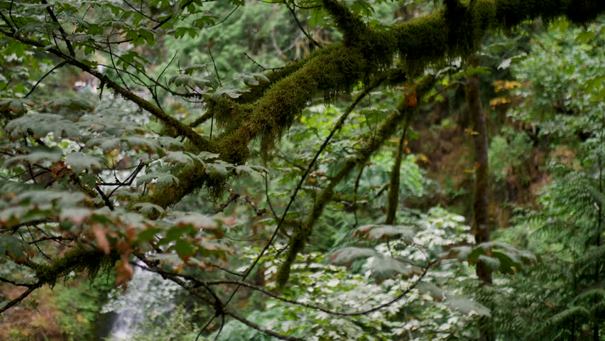Slow motion landscape of mossy branches bushy leaves with waterfall in Oregon forest national park Multnomah Falls USA America hiking nature wilderness environment