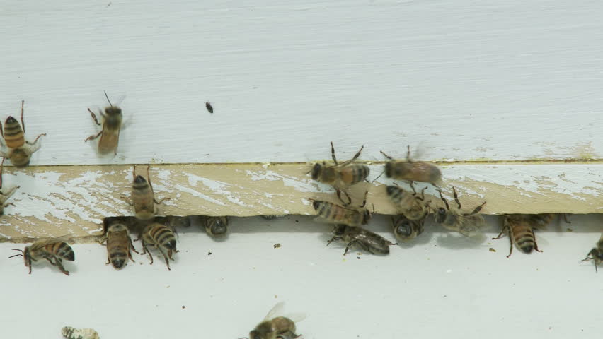 Detail of bees coming and going from a beehive.