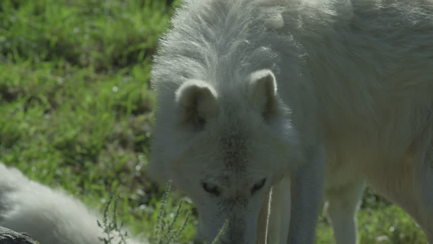 Wolves in Canadian Boreal Forest